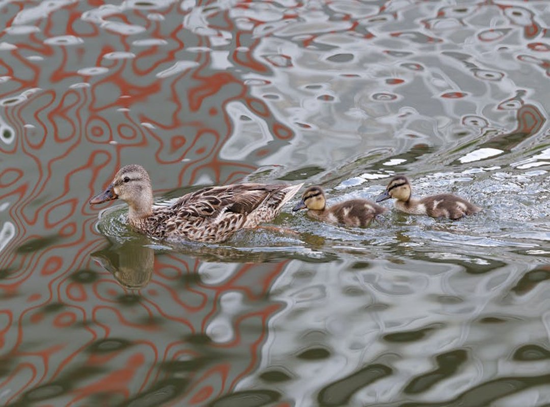 The Mind of a Protector: Temperament and Family Life