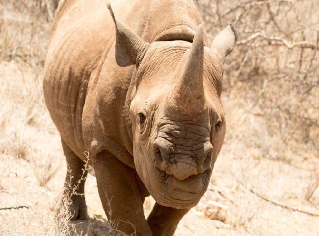 wildlife conservation updates